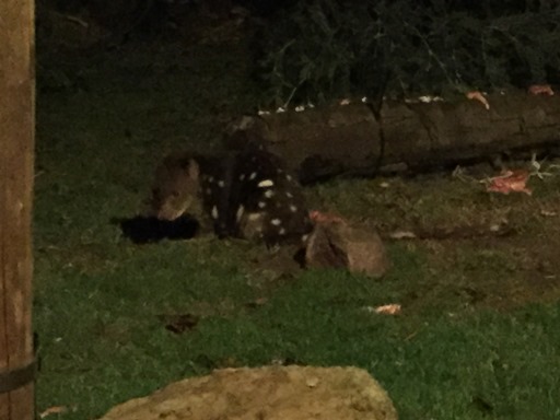 Quoll