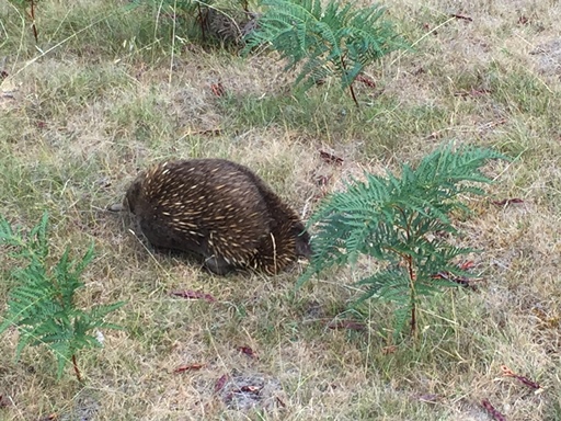 Echidna