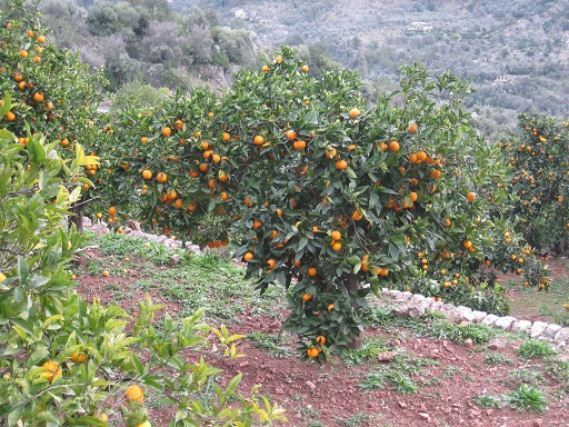 Orange tree